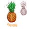 Pineapple ananas fruit vector sketch isolated icon