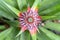 Pineapple baby flower and green leaves in the farm garden, small tropical fruit close up