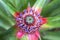 Pineapple baby flower and green leaves in the farm garden, small tropical fruit close up