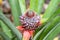 Pineapple baby flower and green leaves in the farm garden, small tropical fruit close up