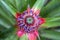 Pineapple baby flower and green leaves in the farm garden, small tropical fruit close up