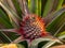 Pineapple baby flowering purple flower green leaves in the garden tropical fruit