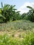 Pineapple and banana trees