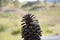 Pineapple of the Canary Pine