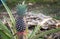 The pineapple on the clump has pink eyes. Pineapple trees grow tropical fruit in the pineapple plantation gardens