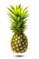 Pineapple crop isolated