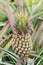 Pineapple farm