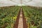 Pineapple farm with rows young pineapple in the greenhouse in Azores.