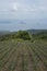 Pineapple field and Taal Volcano and lake in the Philippines