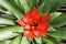 Pineapple flower