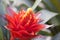 Pineapple flower, bromeliad flower,brome flower in red color