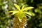Pineapple flower, Eucomis comosa