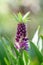 Pineapple flower Eucomis comosa Leia, purple budding flowers