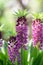 Pineapple flower Eucomis comosa Leia, purple flower spikes