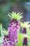 Pineapple flower Eucomis comosa Leia , purple flowers on a spike