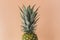Pineapple fresh fruit on colorful background. Creative bright minimal, styled concept for bloggers