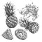 pineapple fresh set sketch hand drawn vector