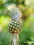 Pineapple fruit on blurred of nature background