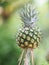 Pineapple fruit on blurred of nature background