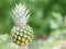 Pineapple fruit on blurred of nature background space for write wording