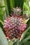 Pineapple fruit and flowers