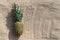 Pineapple fruit lying on a beach sand, empty copy space background