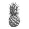 pineapple fruit sketch hand drawn vector