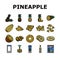 pineapple fruit tropical food icons set vector