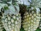 Pineapple fruit tropis