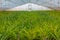 Pineapple greenhouses at Ponta Delgada at the Azores, Portugal