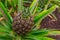 Pineapple greenhouses at Ponta Delgada at the Azores, Portugal