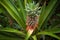 Pineapple growing on the farm, Space Plantation, India