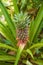 Pineapple growing on the farm, Space Plantation, India