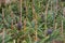 Pineapple growing greenhouse in Azores