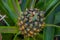 Pineapple growing greenhouse in Azores