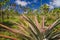 Pineapple growing at the plantation