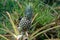 A pineapple growing in a plantation