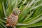 A pineapple grows in a field in French Polynesia; background image with copy space