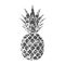 Pineapple grunge with leaf. Tropical exotic fruit isolated white background. Symbol of organic food, summer, vitamin