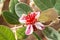 Pineapple guava shrub flowers isolated on brown background