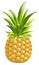 Pineapple icon illustration