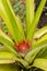 Pineapple Inflorescence Starting Stage