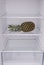 Pineapple inside in empty clean refrigerator