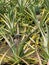 Pineapple at Intercontinental Resort and Spa Hotel in Papeete, Tahiti, French Polynesia