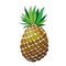 Pineapple isolated image