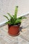 Pineapple lily or Eucomis flowering plant with basal rosettes of leaves with stout stem covered in star shaped flowers