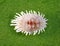 Pineapple mealybug, Dysmicoccus brevipes