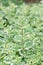 Pineapple mint, Mentha suaveolens Variegata, variegated leaves