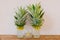 Pineapple and onion young plants growing in glass jars on rustic wooden shelf and stucco wall background.