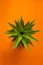 Pineapple pattern Orange background cool wallpaper